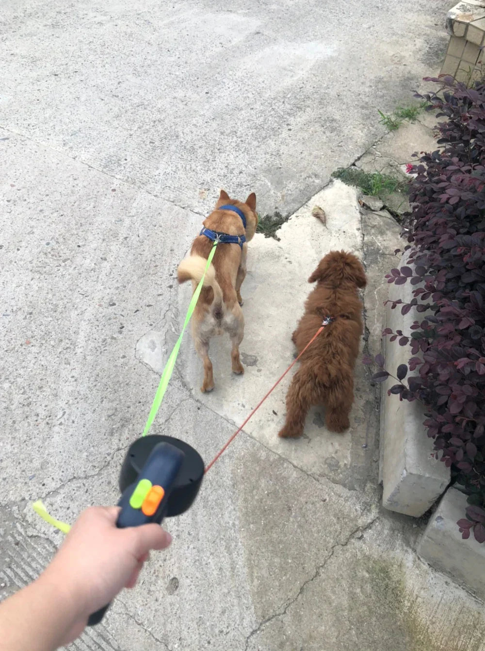 Retractable small dog double Pet Leash with light